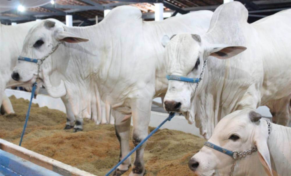 Prefeitura publica chamamento público para parte técnica da Expoagro