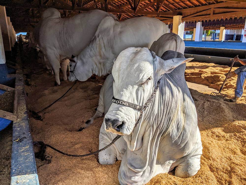 Parte técnica da 51ª Expoagro contará com cerca de 500 animais
