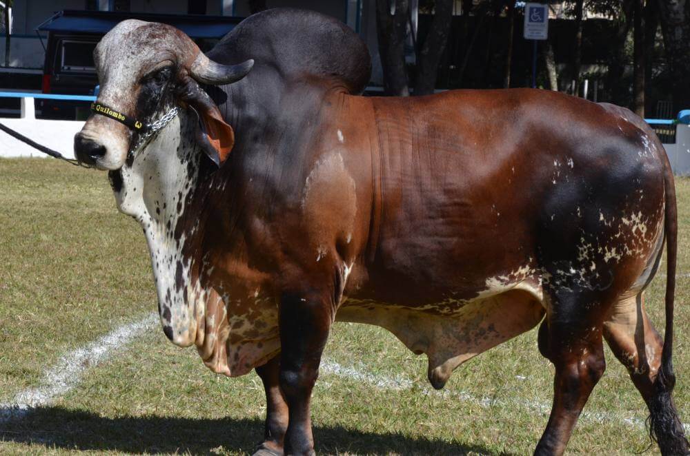 Expoagro termina no final de semana com vários atrativos