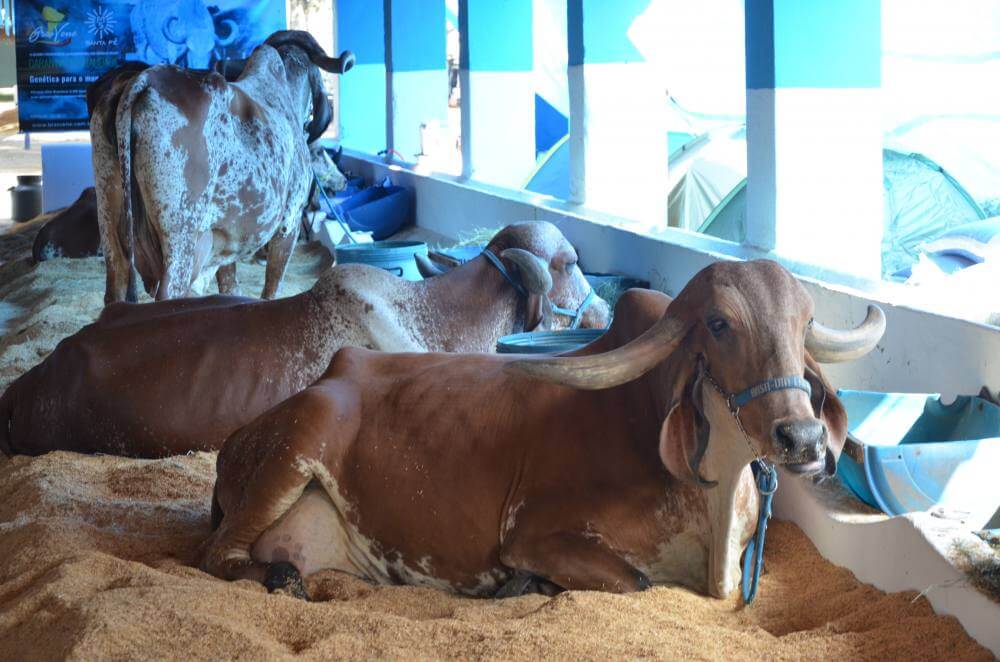 Prefeitura abre licitação para a Expoagro 2.023