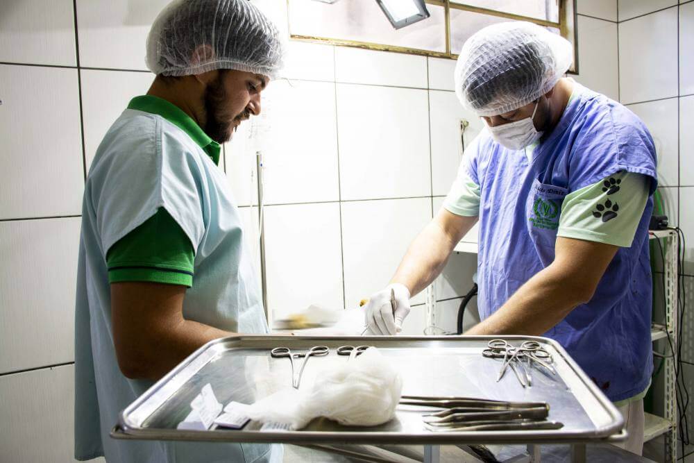 Mais de 3.700 animais foram castrados pela Prefeitura neste ano