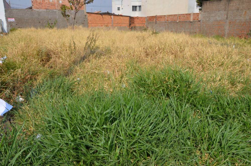 Vigilância notifica proprietários para limpeza de terrenos