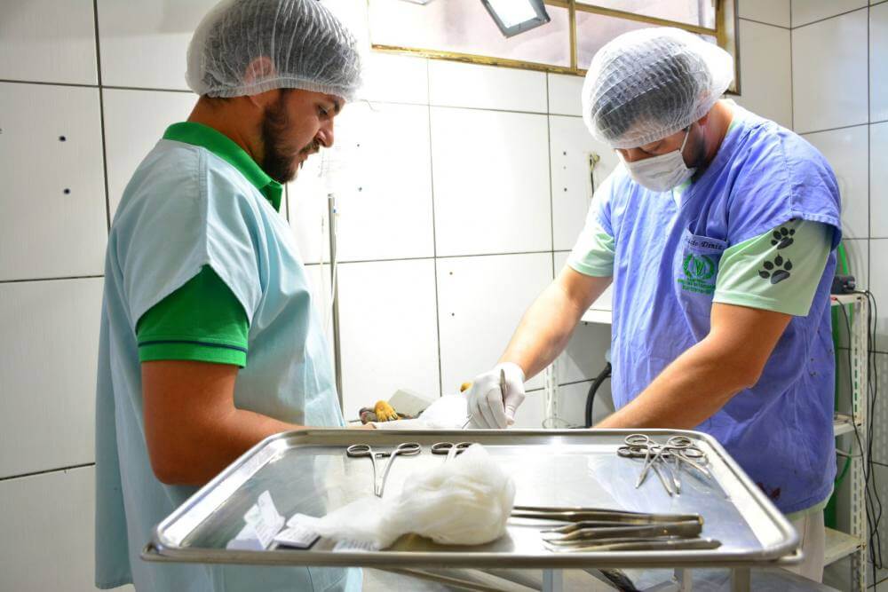 Canil Municipal fecha o ano com 3,7 mil castrações
