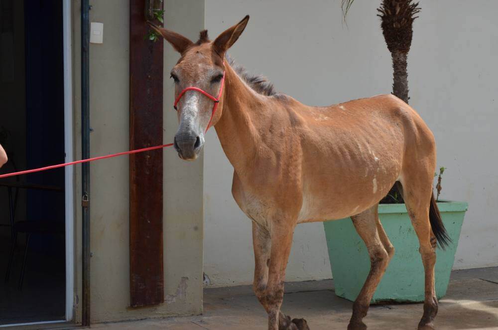 Meio Ambiente marca 1º leilão de animais deste ano
