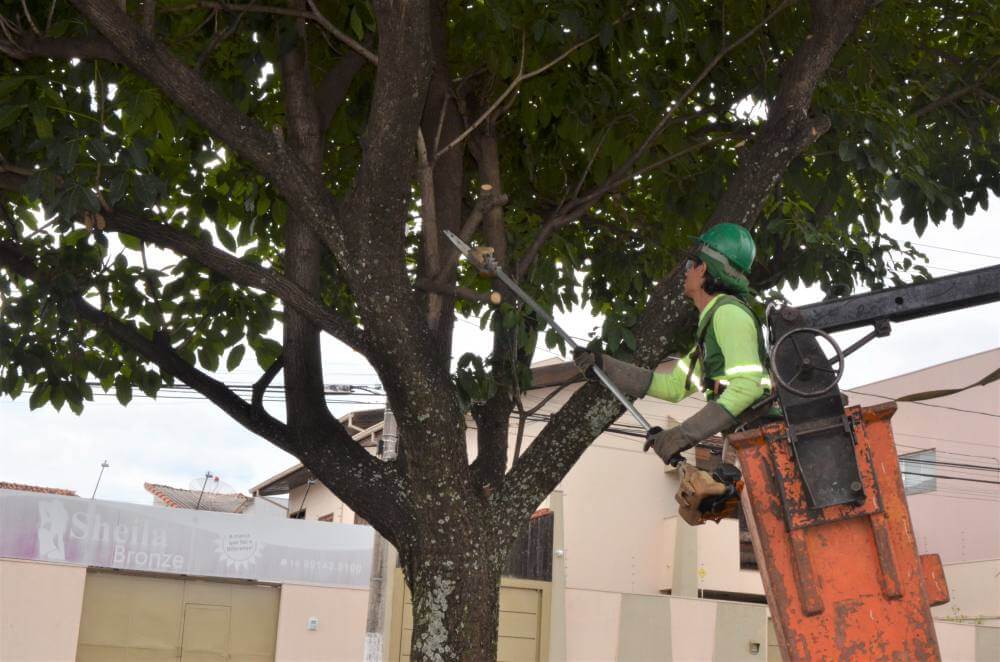 Prefeitura faz levantamento de copas na Presidente Vargas