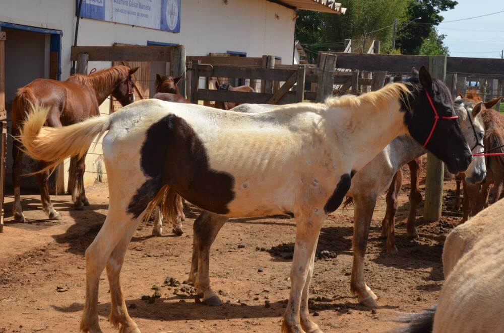 Guarda Civil e Canil orientam sobre captura de animais soltos