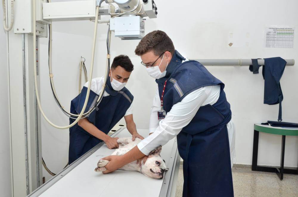 Parceria com Hospital Veterinário permite primeiros atendimentos