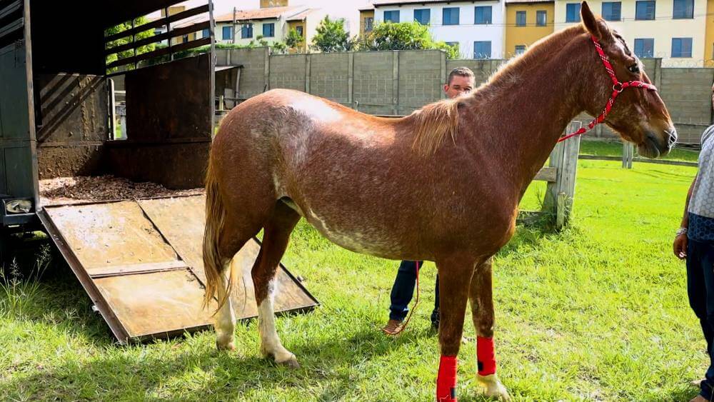 Após receber tratamento do Canil, égua Bonitona retorna à APAE