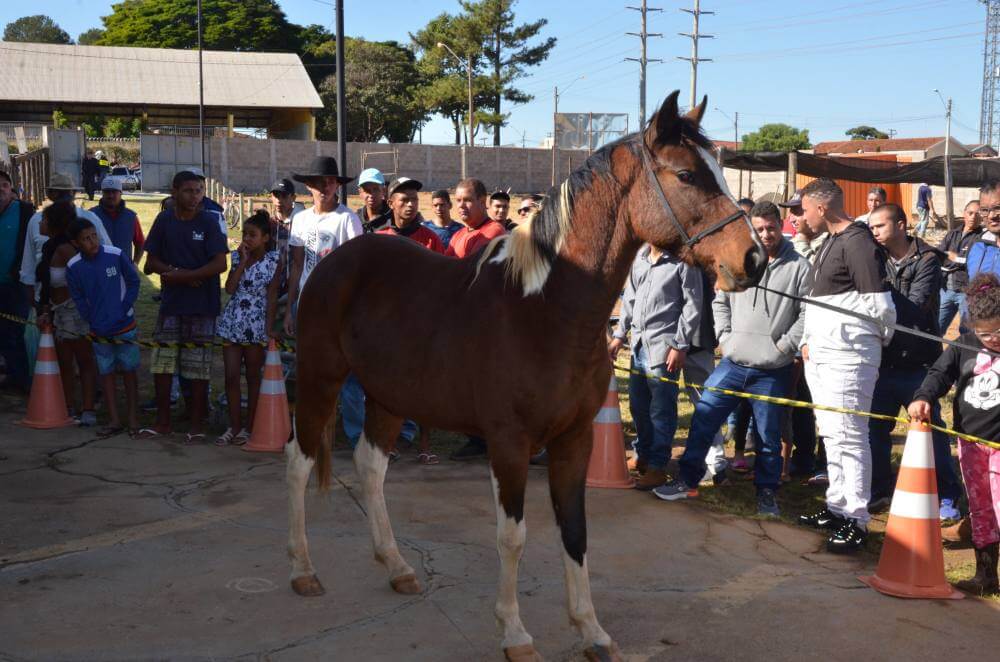 Leilão tem 14 animais arrematados no Canil Municipal
