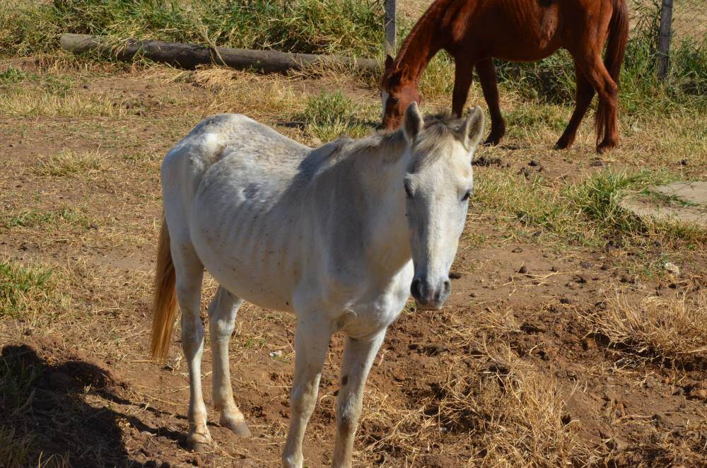 Com mais de 300 animais resgatados por ano, Canil Municipal realiza 4° Leilão
