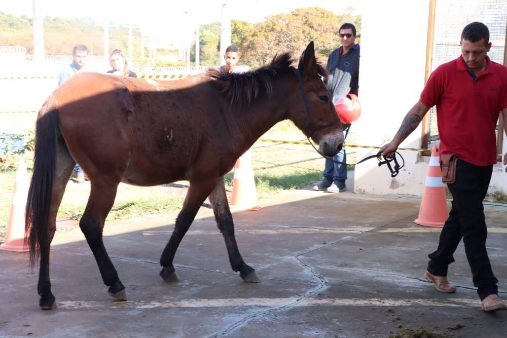 Leilão tem todos os animais arrematados