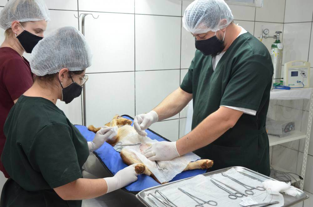 Prefeitura amplia e chega a 1,7 mil castrações de animais este ano