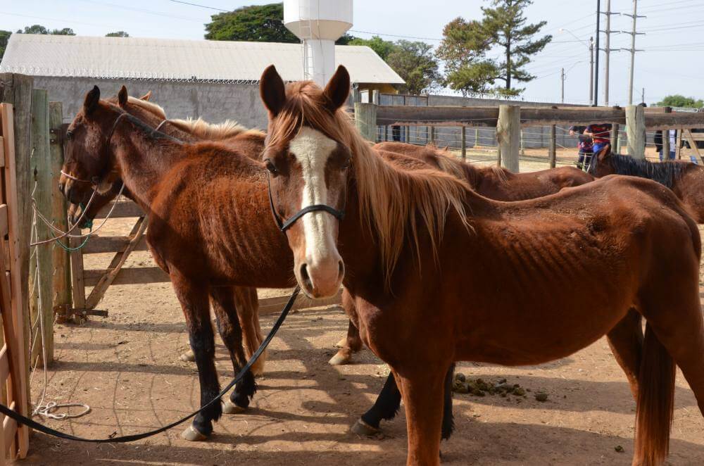 Canil Municipal promove o 10º Leilão de Animais nesta terça-feira