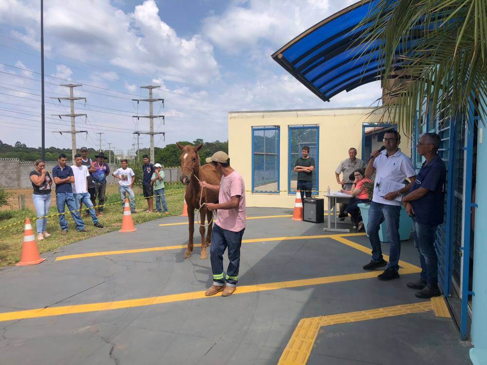 Leilão tem 12 animais arrematados