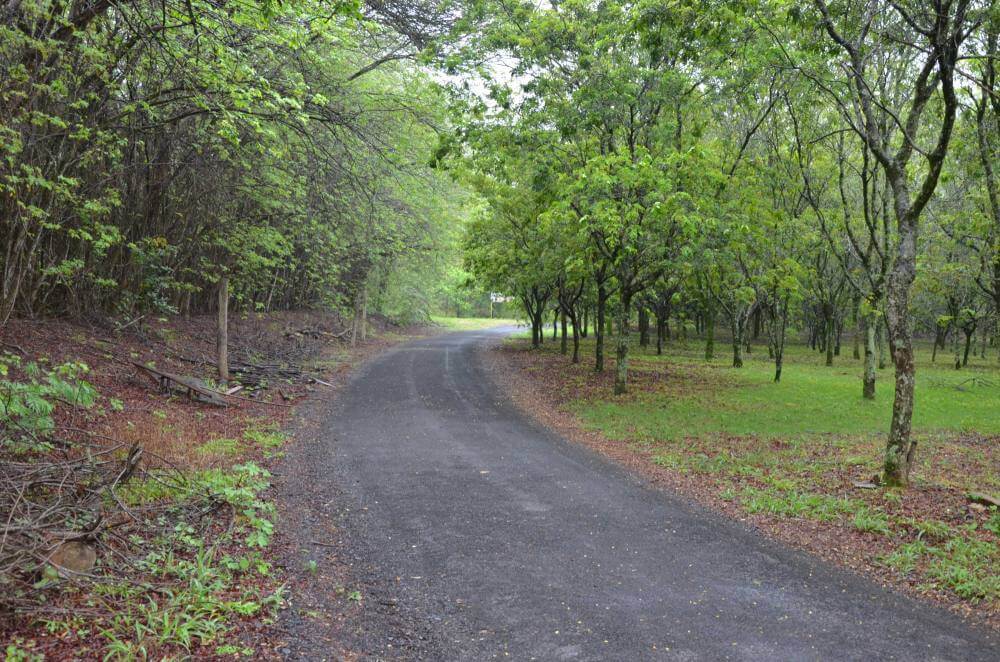 Pista no Jardim Zoobotânico se transforma em realidade