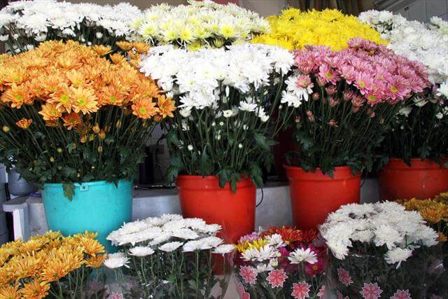 Prefeitura faz leilão de espaços para venda de flores no dia de Finados