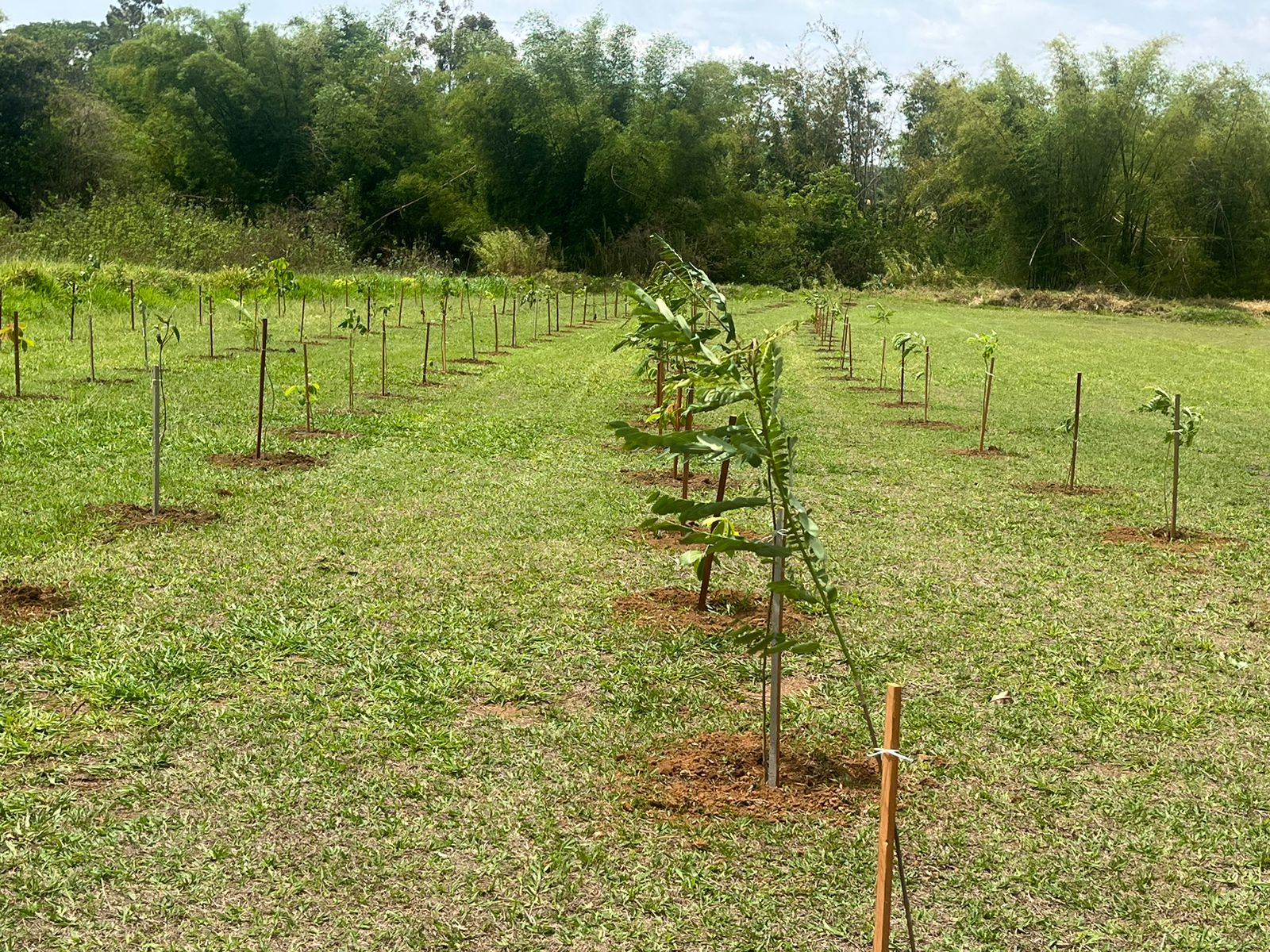Meio Ambiente inicia plantio de mais de 7 mil mudas de árvores