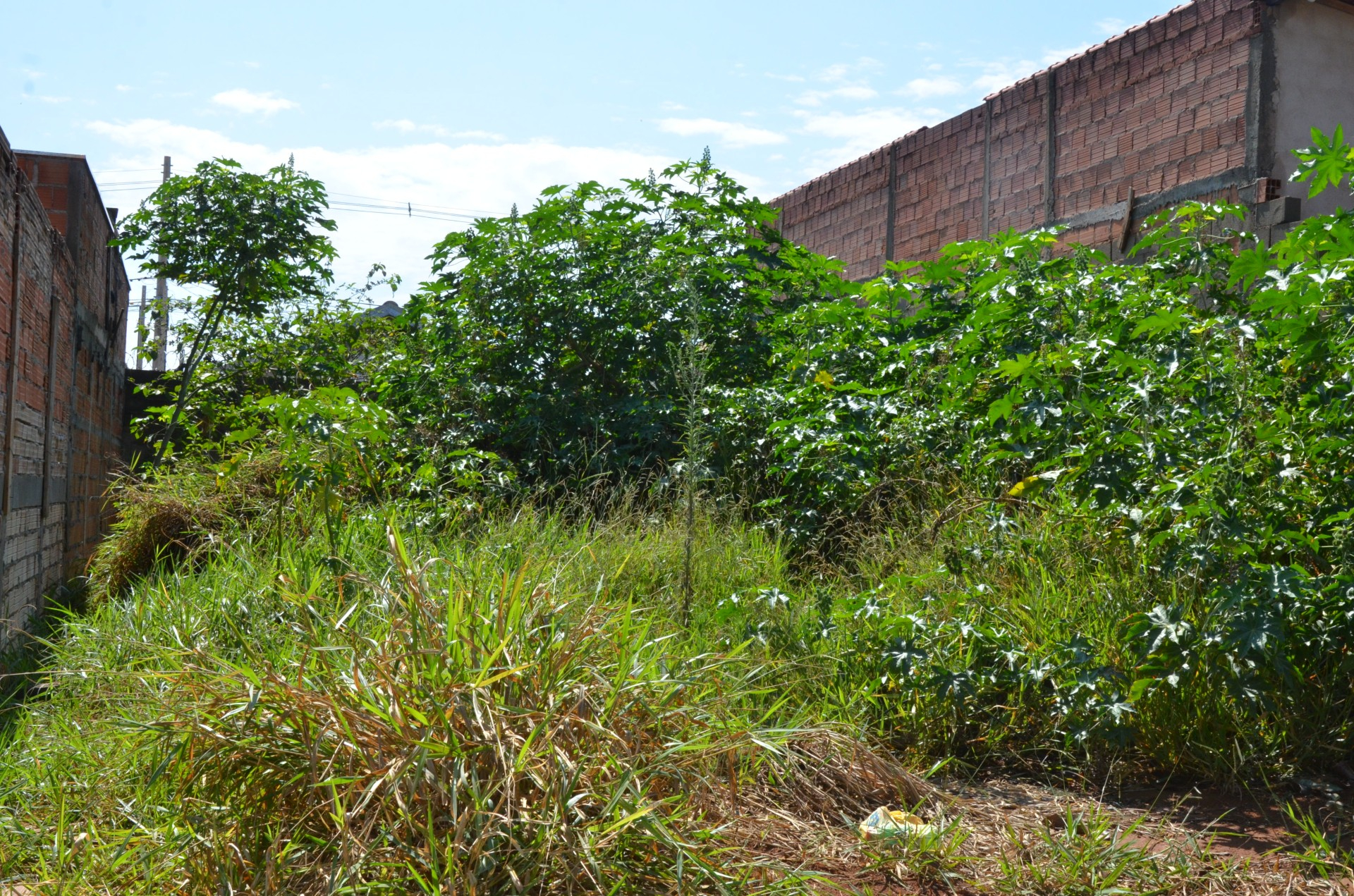 Prefeitura notifica mais de 300 donos de terrenos para limpeza