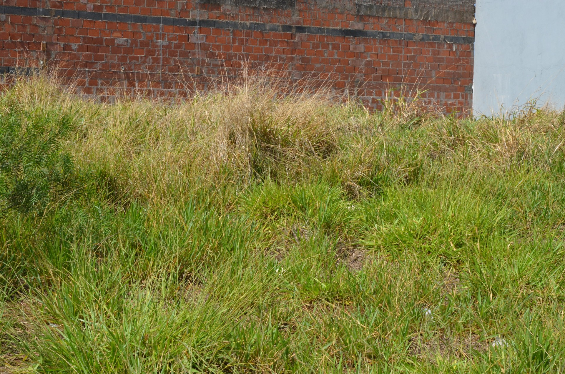 Prefeitura notifica proprietários para limpeza de terrenos