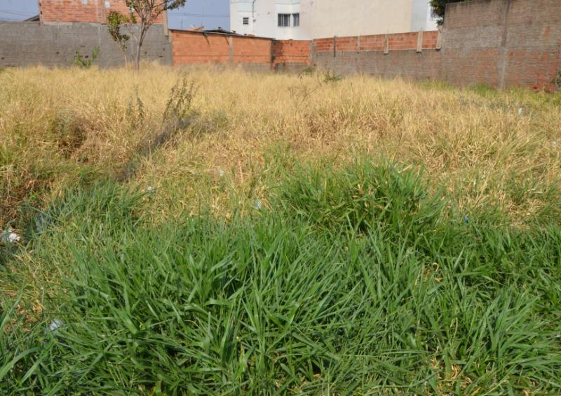 Vigilância notifica mais de 440 proprietários para limpeza de terrenos