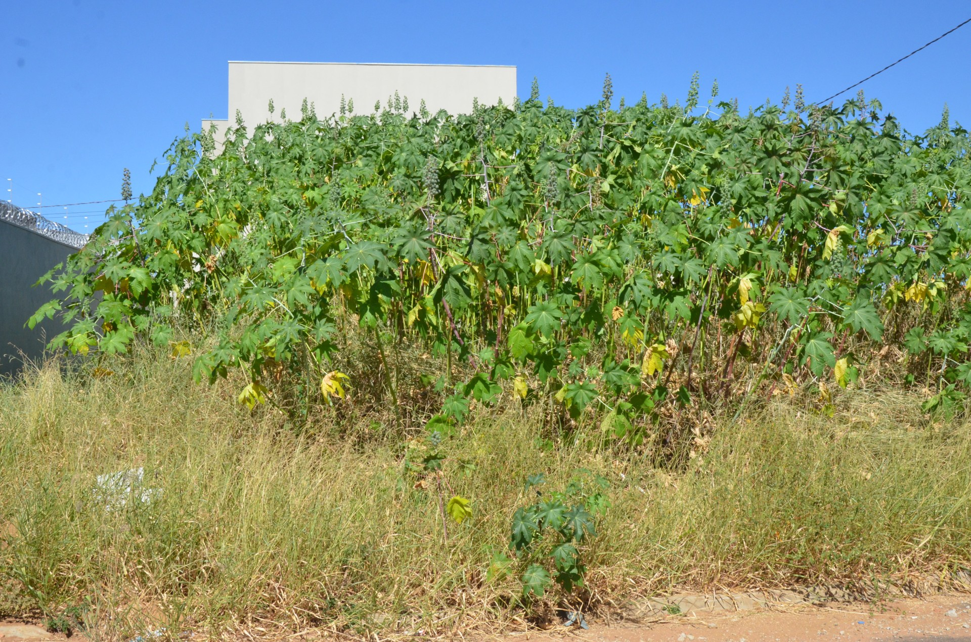 Vigilância Sanitária notifica mais de 200 proprietários de terrenos