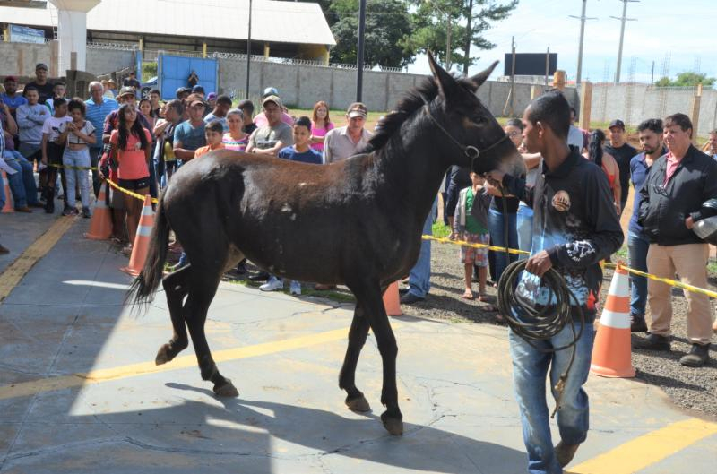Canil Municipal promove segundo leilão do ano