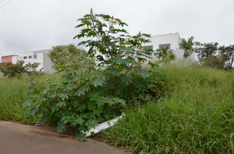 Vigilância notifica mais de 490 proprietários de terrenos para limpeza