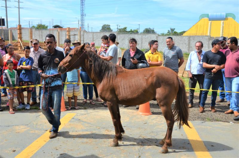 Canil realiza segundo leilão de animais nesta quarta-feira