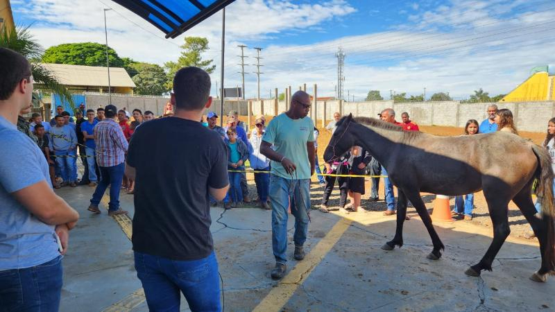 Leilão tem todos animais arrematados
