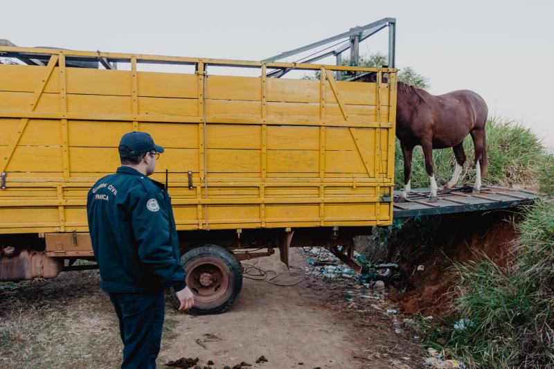 Operação da Guarda Civil e Canil Municipal recolhe 10 cavalos soltos em vias públicas