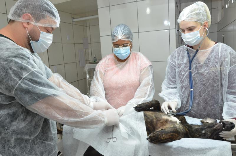 Prefeitura realiza 1.500 castrações de cães e gatos no primeiro semestre