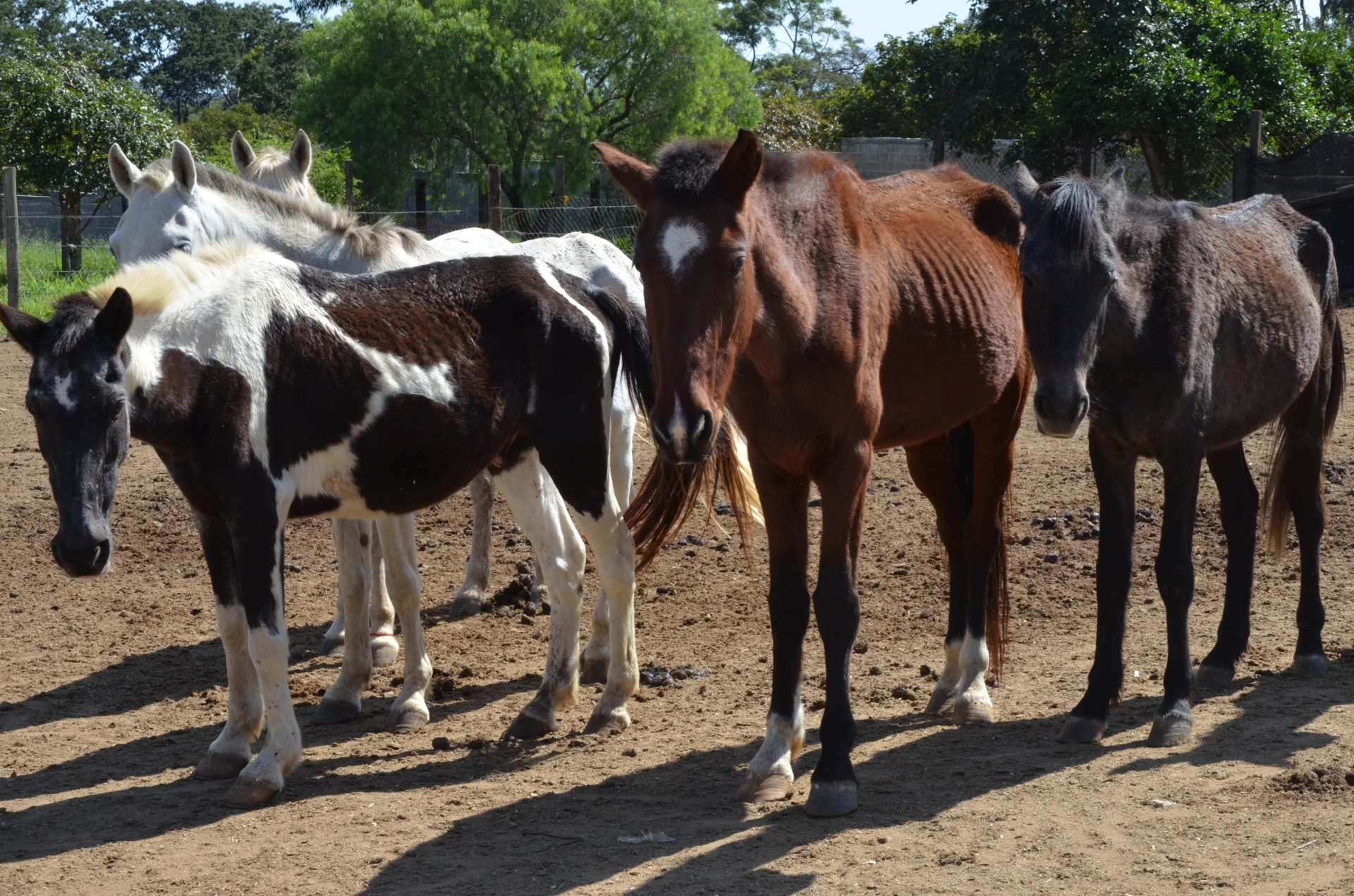 Canil realiza leilão de animais na próxima semana