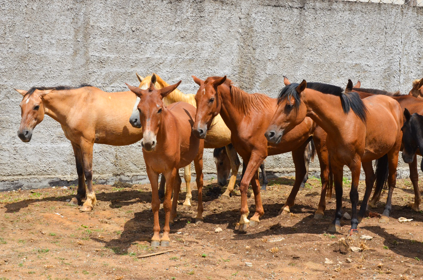 Canil realiza leilão de animais de grande porte no dia 25