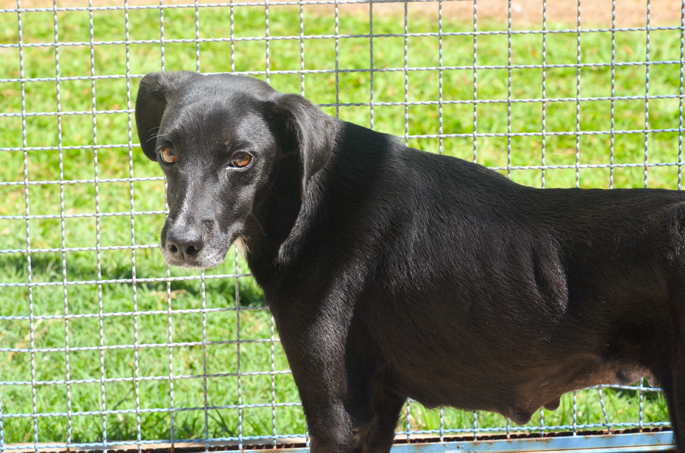 Meio Ambiente amplia serviços para os animais