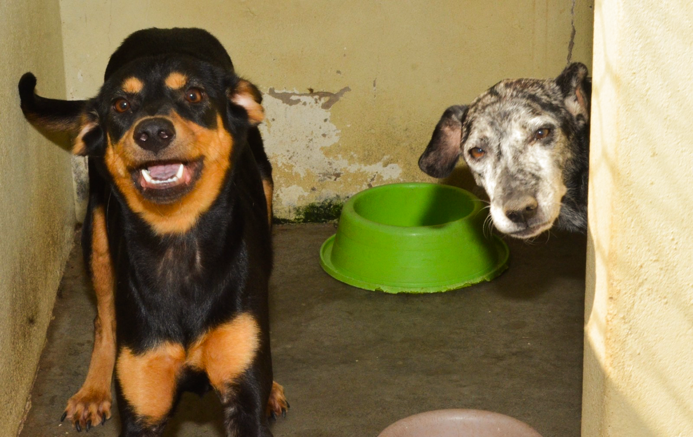Serviço emergencial de resgate a animais retoma atendimentos