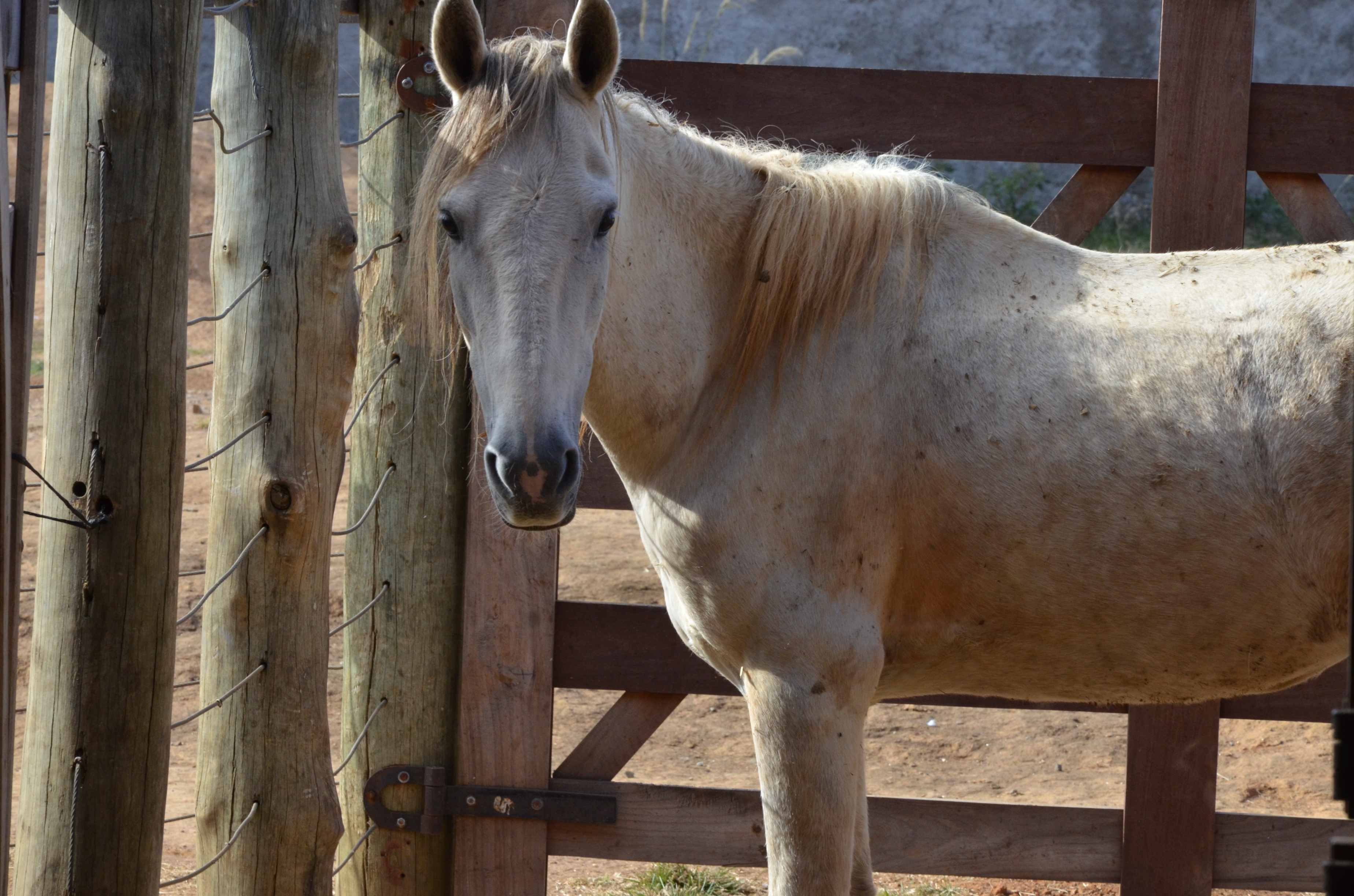 Canil Municipal realiza mais um leilão de animais nesta quinta-feira