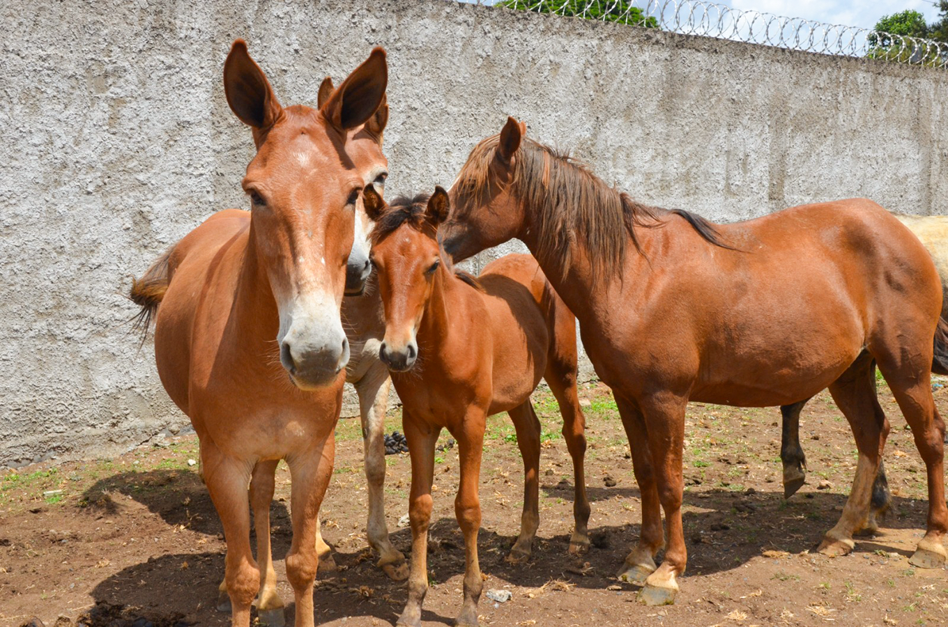 Leilão de animais de grande porte acontece na próxima terça-feira