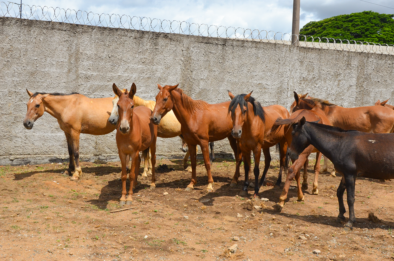 Operação do Canil Municipal e Guarda Civil recolhe 18 animais nesta terça-feira