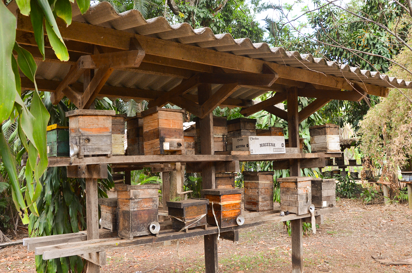 Prefeitura abre inscrições para curso gratuito de Meliponicultura