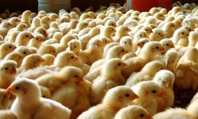 Prefeitura recebe inscrição para repasse de pintainhos