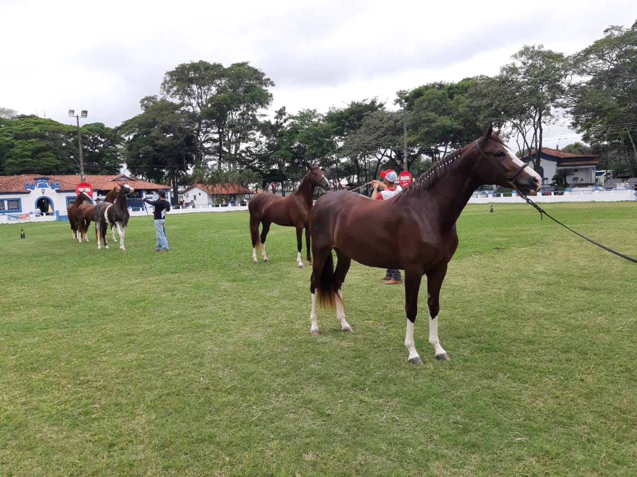 Expoagro termina no domingo com hipismo e prova Três Tambores