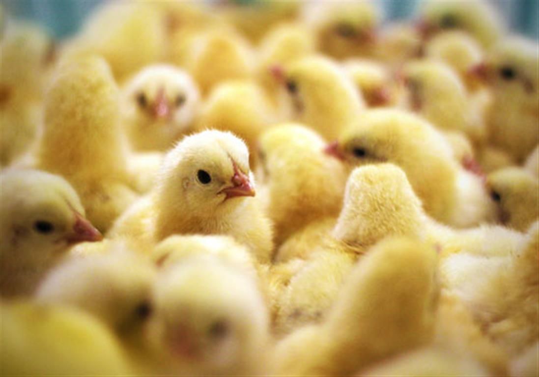 Prazo para encomenda de pintinhos da raça Label Rouge termina nesta sexta-feira