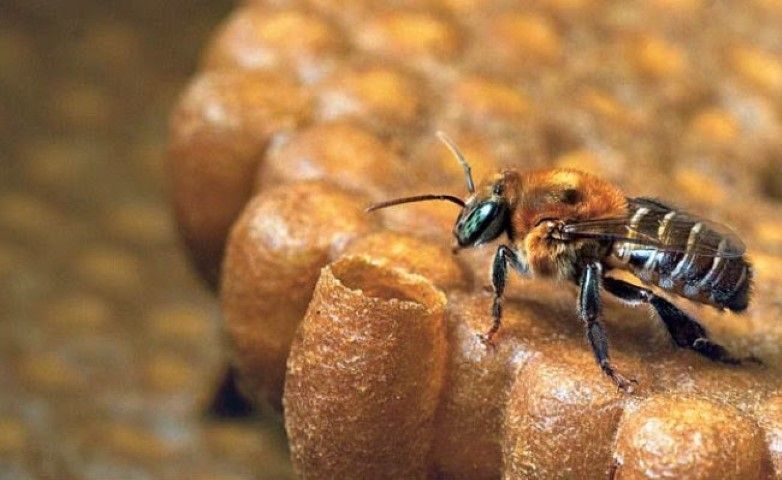 Acontece em março a 7ª edição do Seminário de Meliponicultura