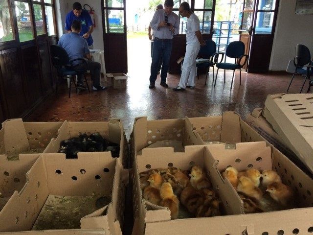 Desenvolvimento registra dobro de procura por pintainhos