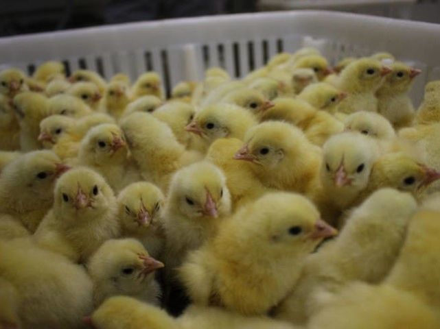 Inscrições para aquisição de pintainhos estão abertas na divisão de Agronegócios