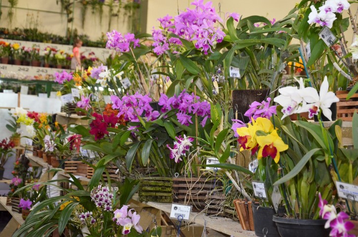 Champagnat sedia Exposição de Orquídeas