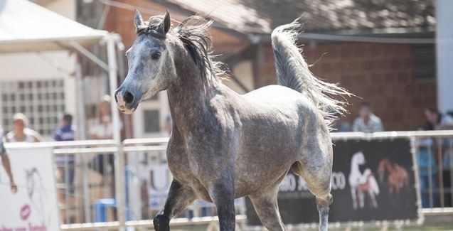 Atrativos técnicos da 49ª Expoagro