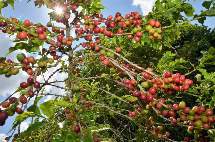 Prefeitura prepara Sabores da Colheita em Franca