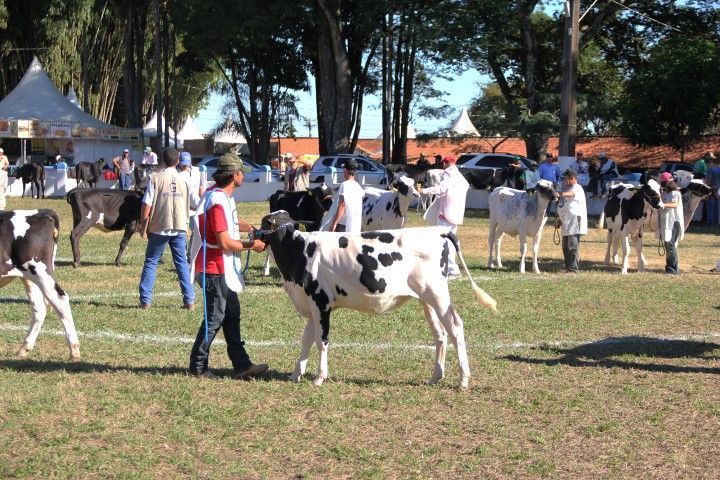 Primeiro turno da 49ª Expoagro começa com Torneio Leiteiro