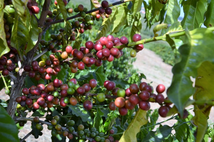 Sabores da Colheita  será lançado nesta quinta-feira